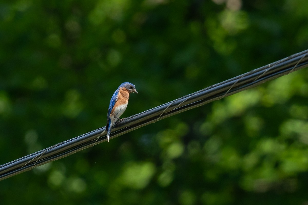 Eastern Bluebird - ML619939888