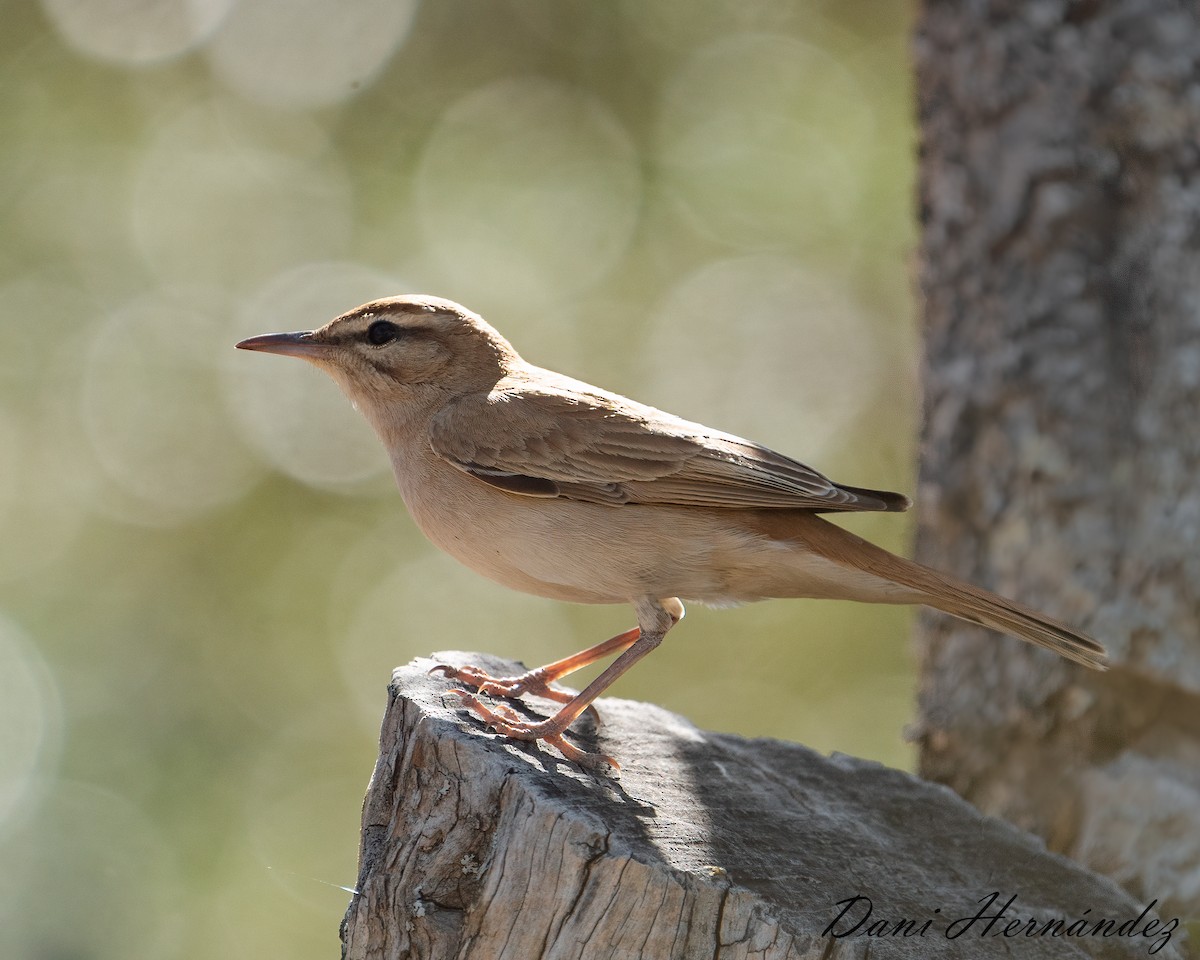 Rufous-tailed Scrub-Robin - ML619939890