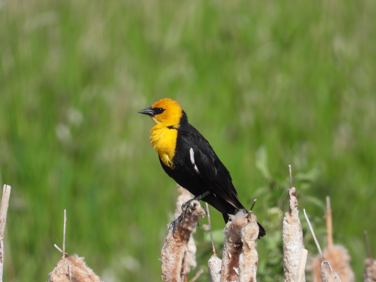 Yellow-headed Blackbird - ML619939900