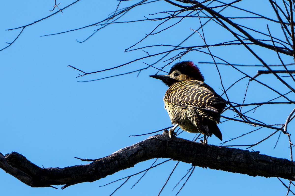 Green-barred Woodpecker - ML619939905