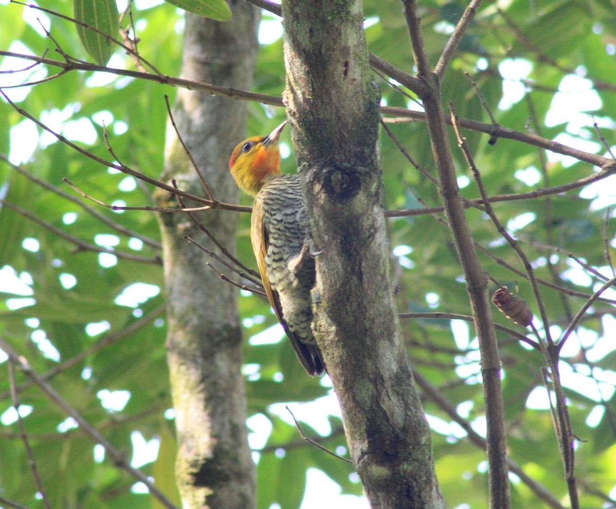 Yellow-throated Woodpecker - ML619939907