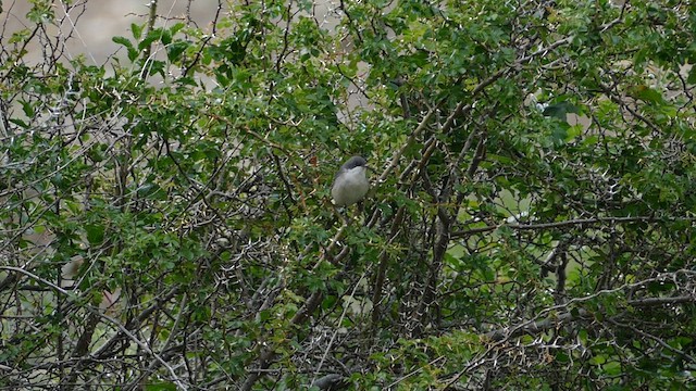 Lesser Whitethroat (Hume's) - ML619939910