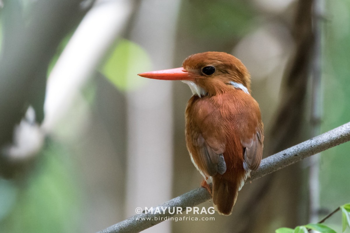 Madagascar Pygmy Kingfisher - ML619939912
