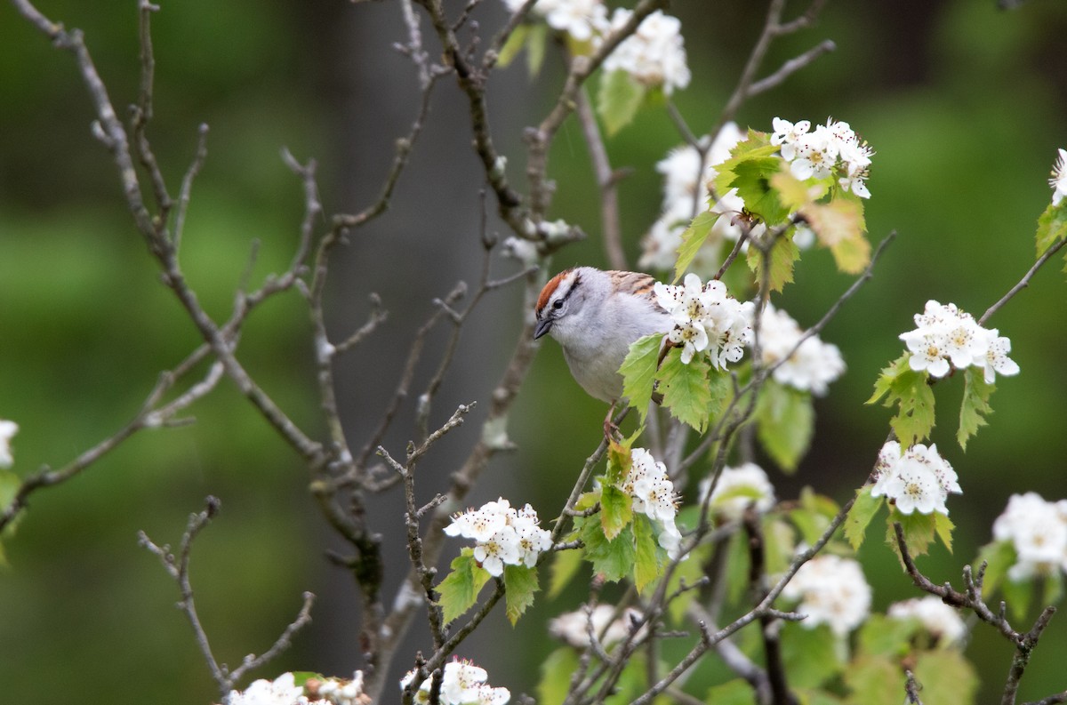 Chipping Sparrow - ML619939921
