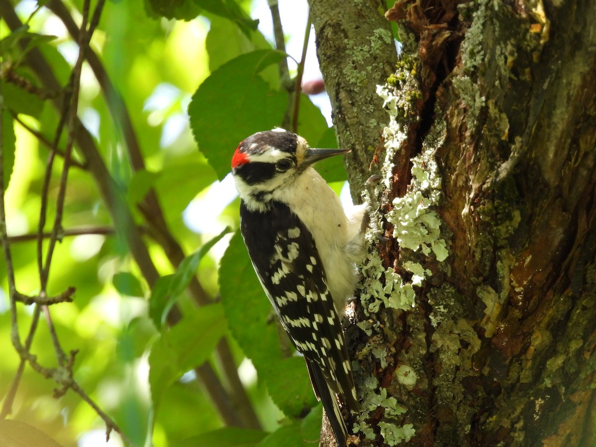 Downy Woodpecker - ML619939922