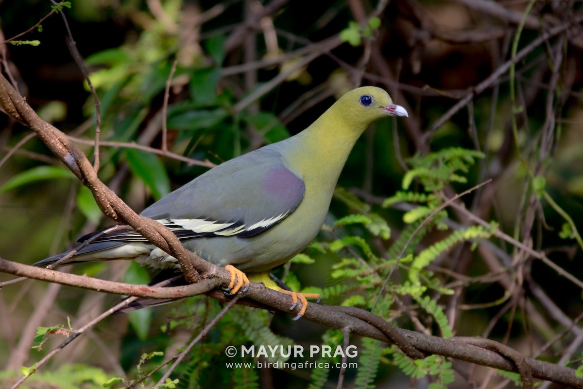 Madagascar Green-Pigeon - ML619939930