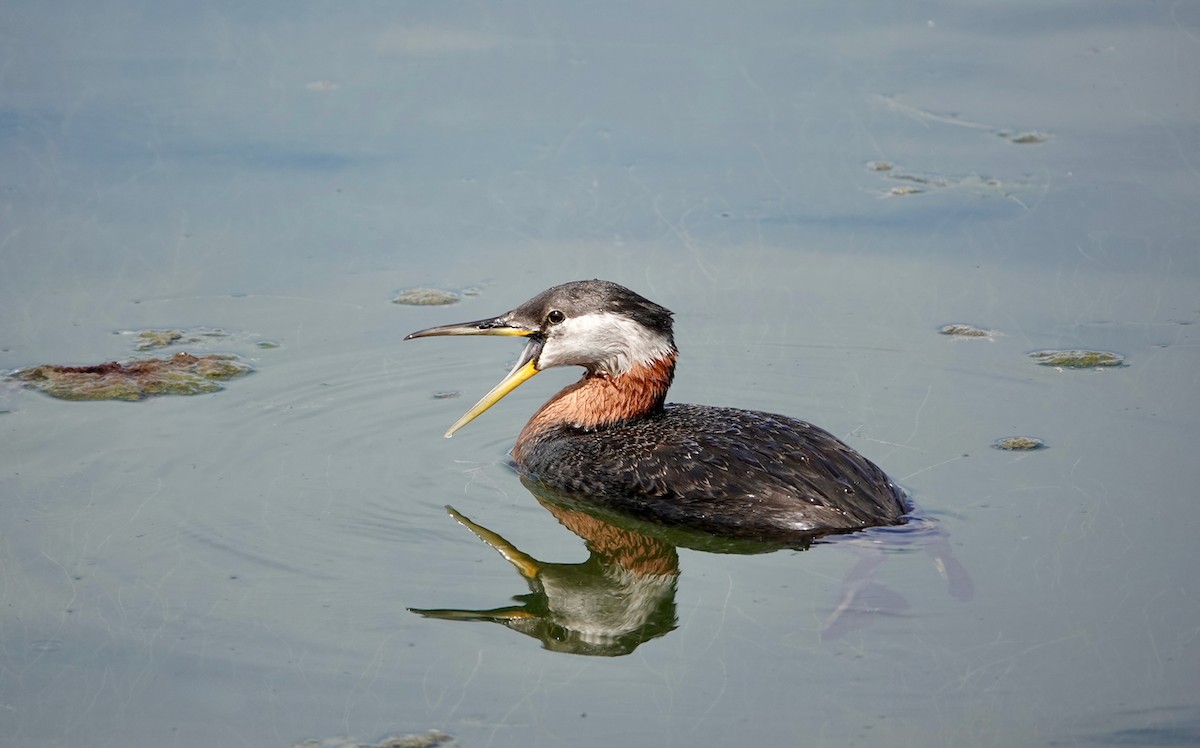 Red-necked Grebe - ML619939933