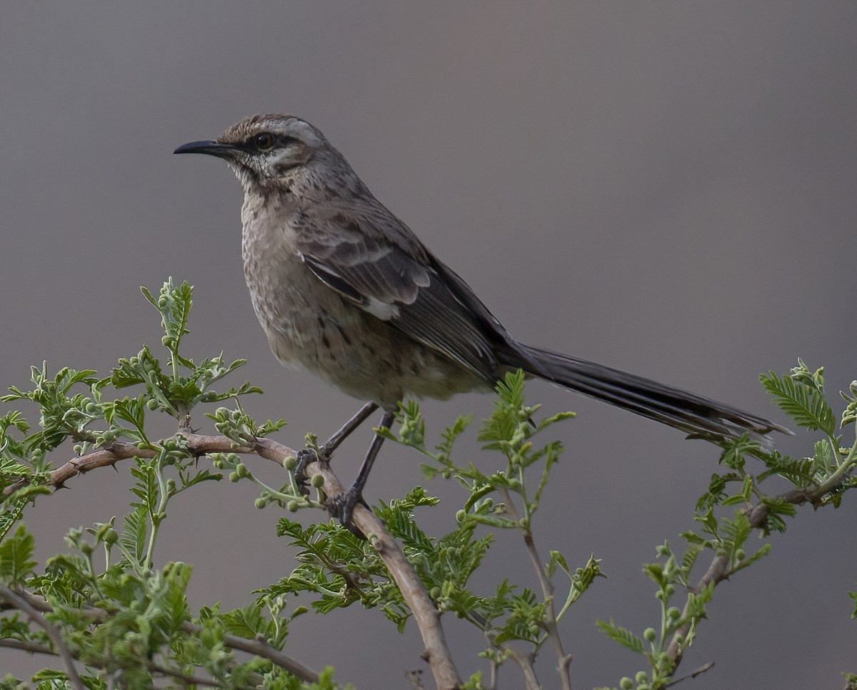 Long-tailed Mockingbird - ML619939940
