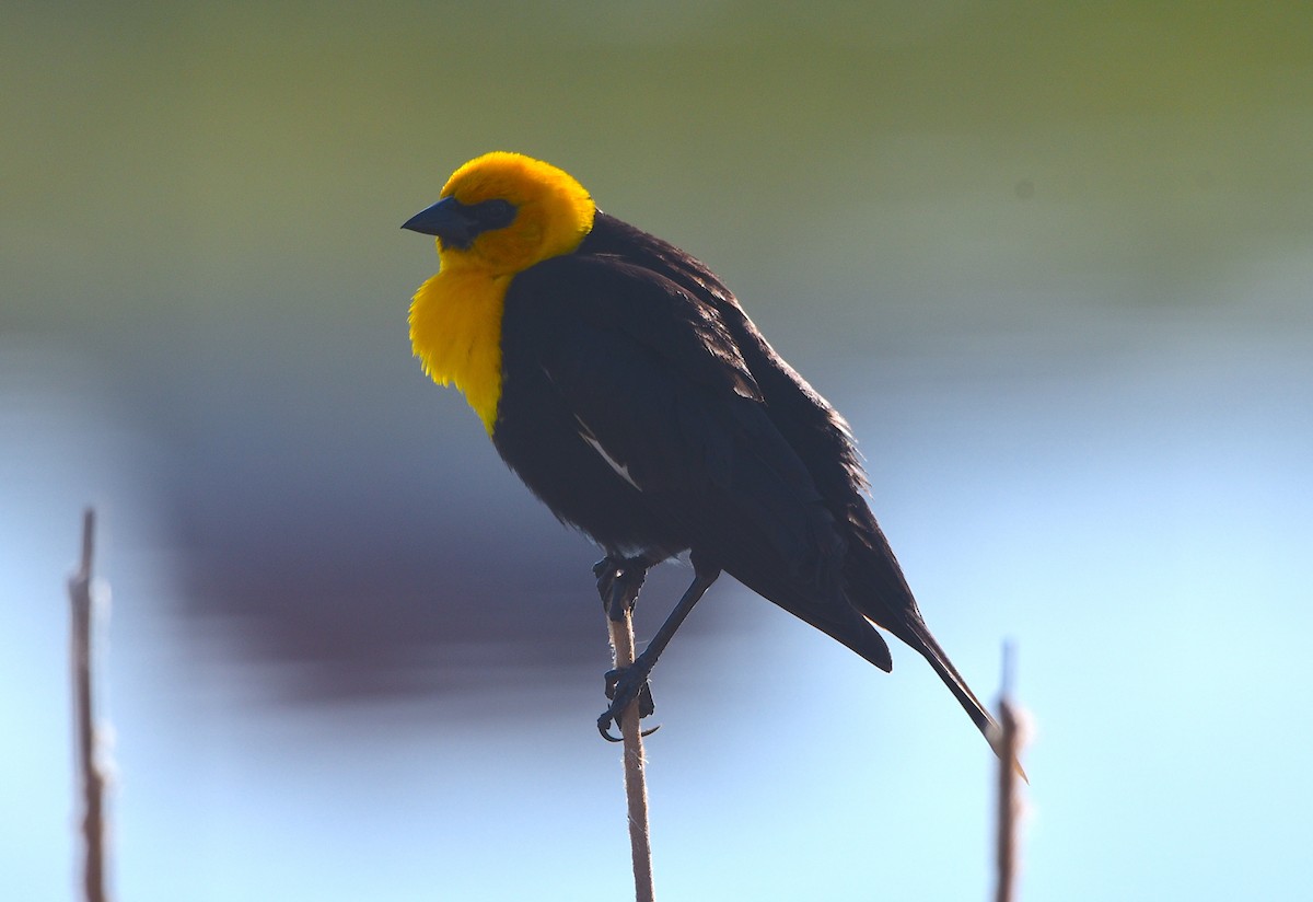 Yellow-headed Blackbird - ML619939961