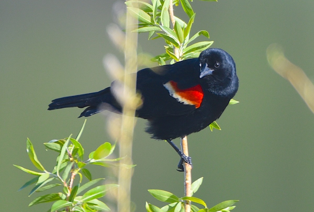 Red-winged Blackbird - ML619939967