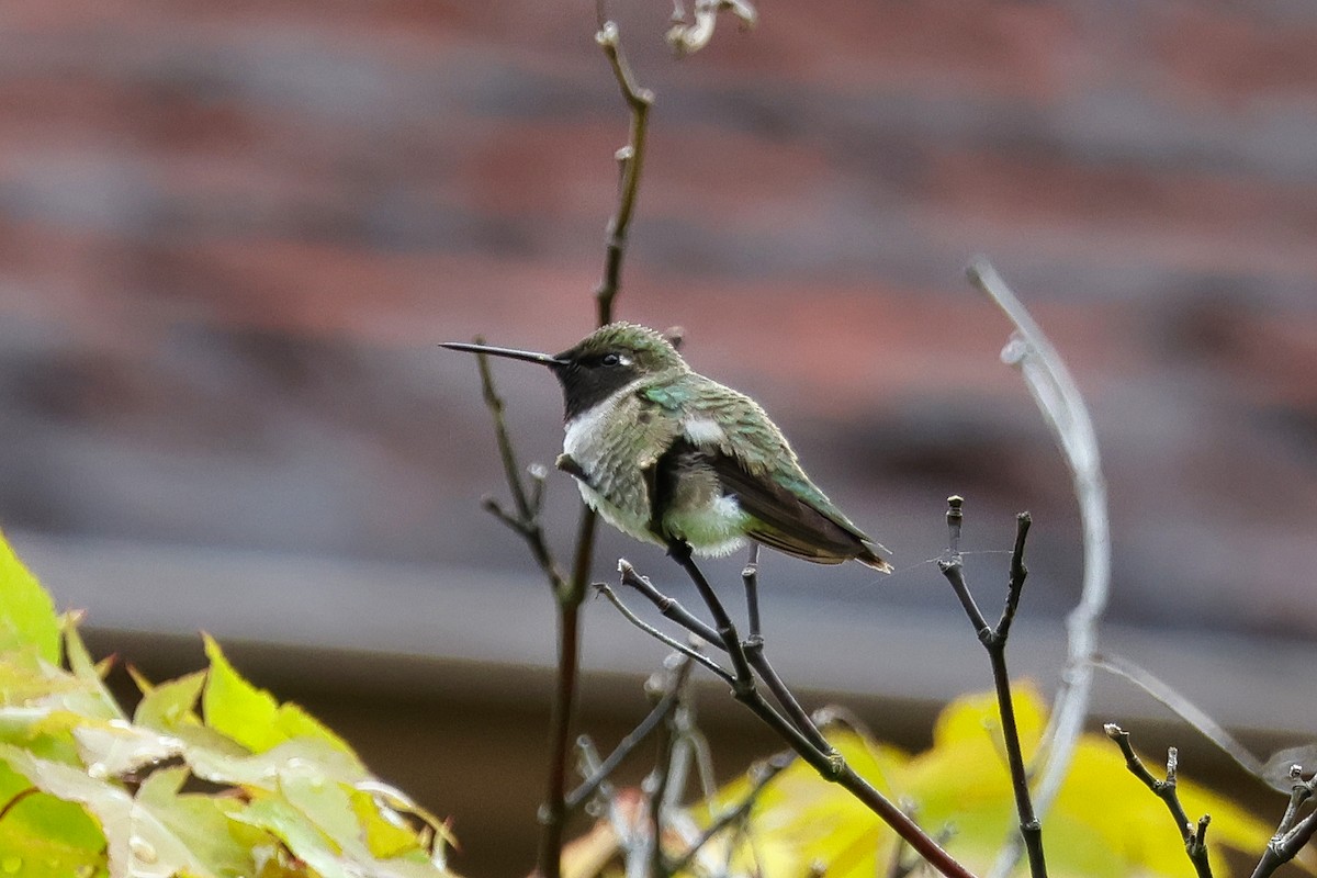 Black-chinned Hummingbird - ML619939984