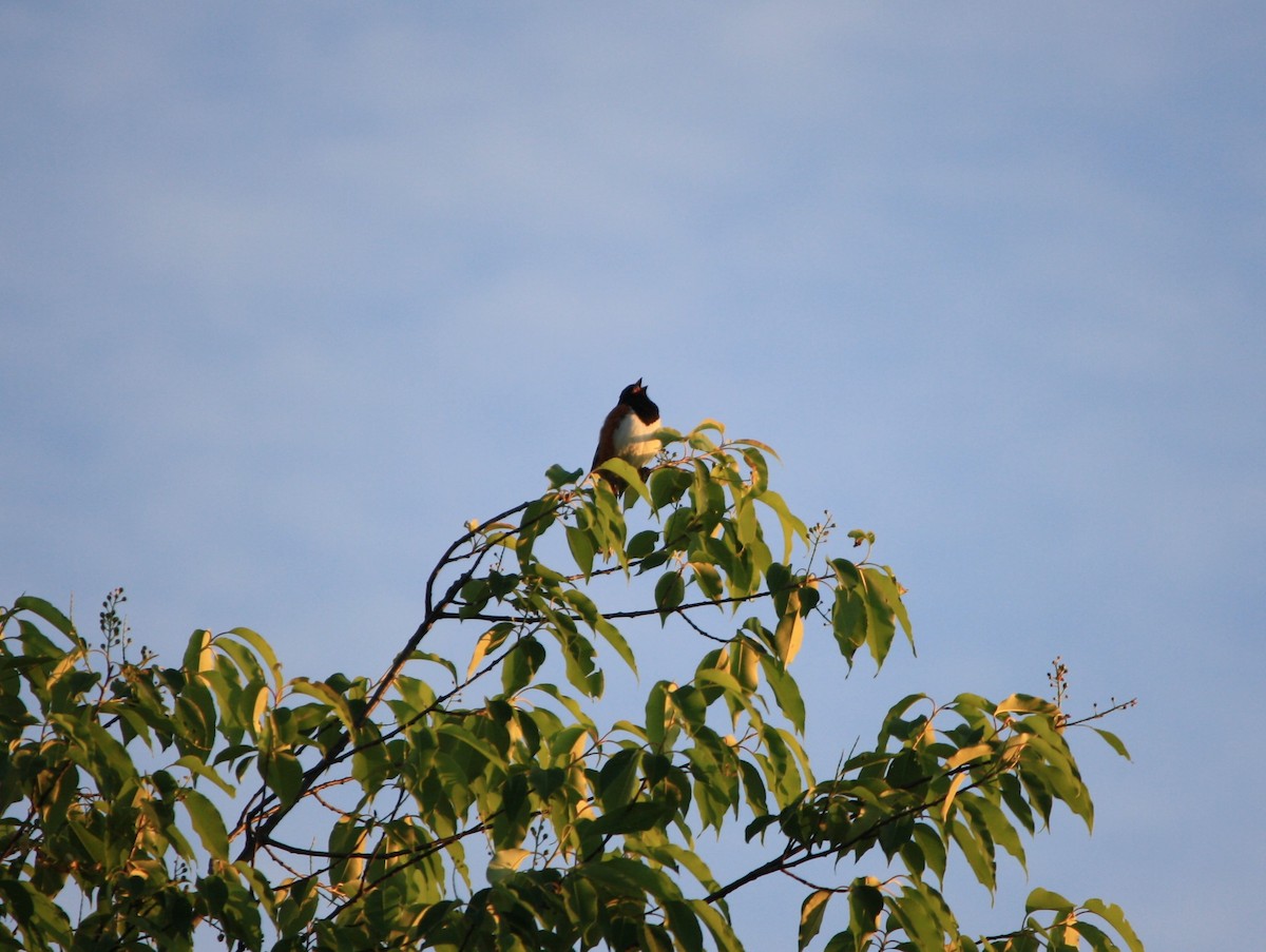 Eastern Towhee - ML619939988