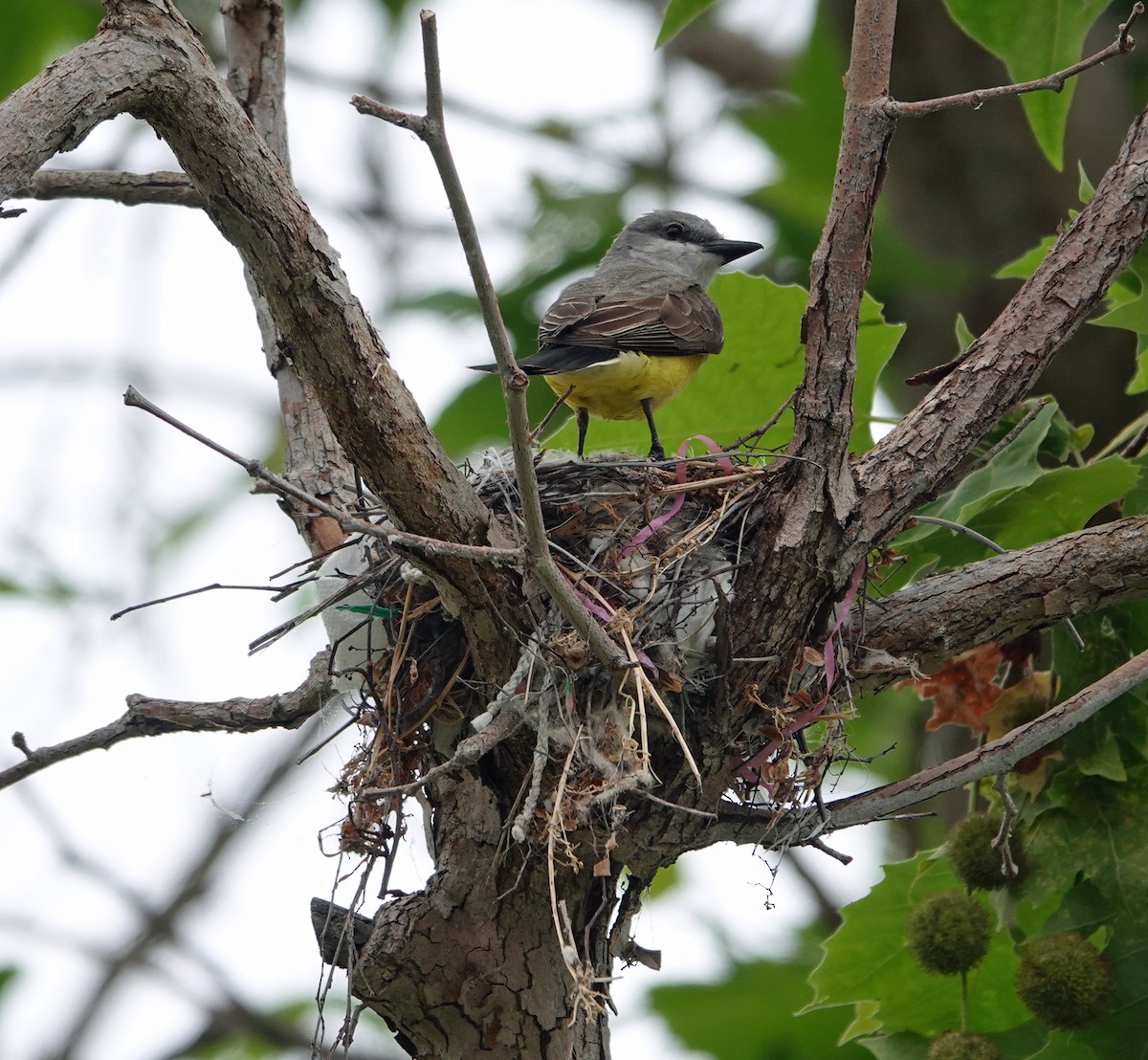 Western Kingbird - ML619939992