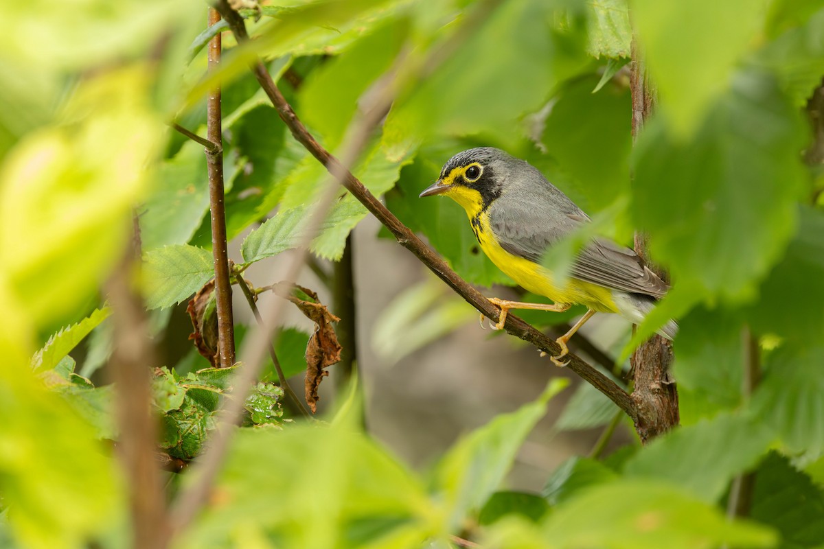 Canada Warbler - ML619939998