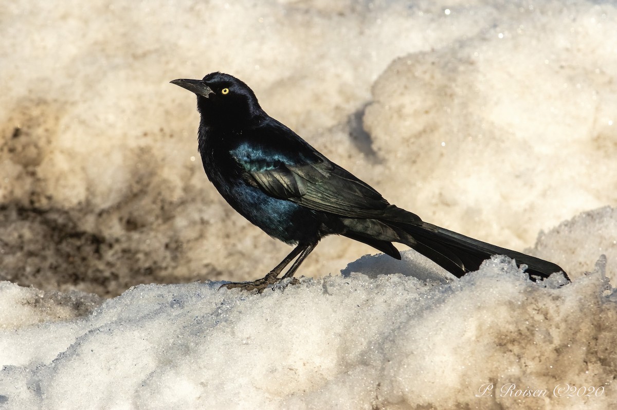 Great-tailed Grackle - ML619940001