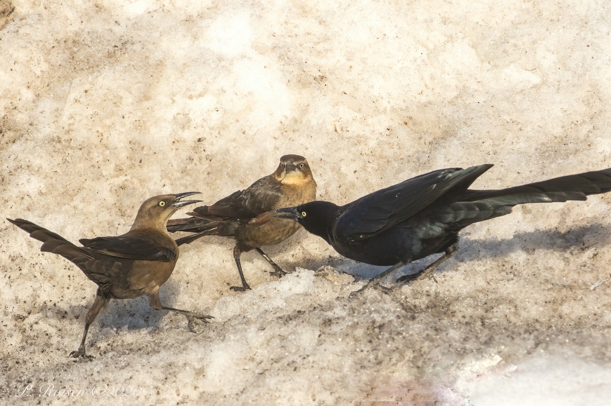 Great-tailed Grackle - ML619940002