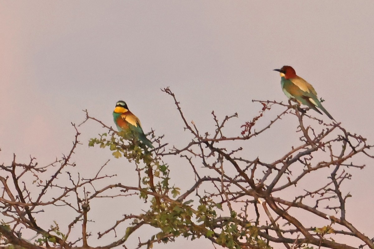 European Bee-eater - ML619940013