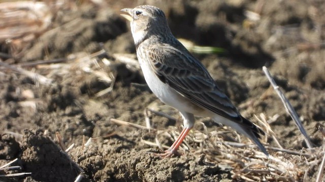 Calandria Común - ML619940023