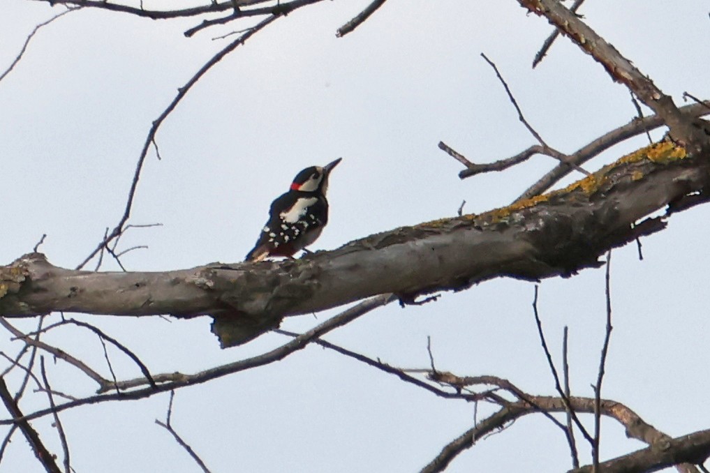 Great Spotted Woodpecker - ML619940028