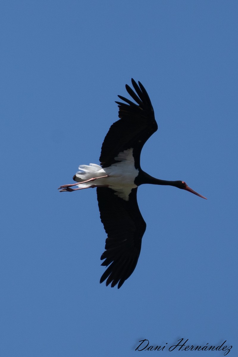 Black Stork - ML619940029