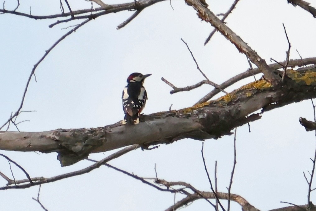 Great Spotted Woodpecker - ML619940035