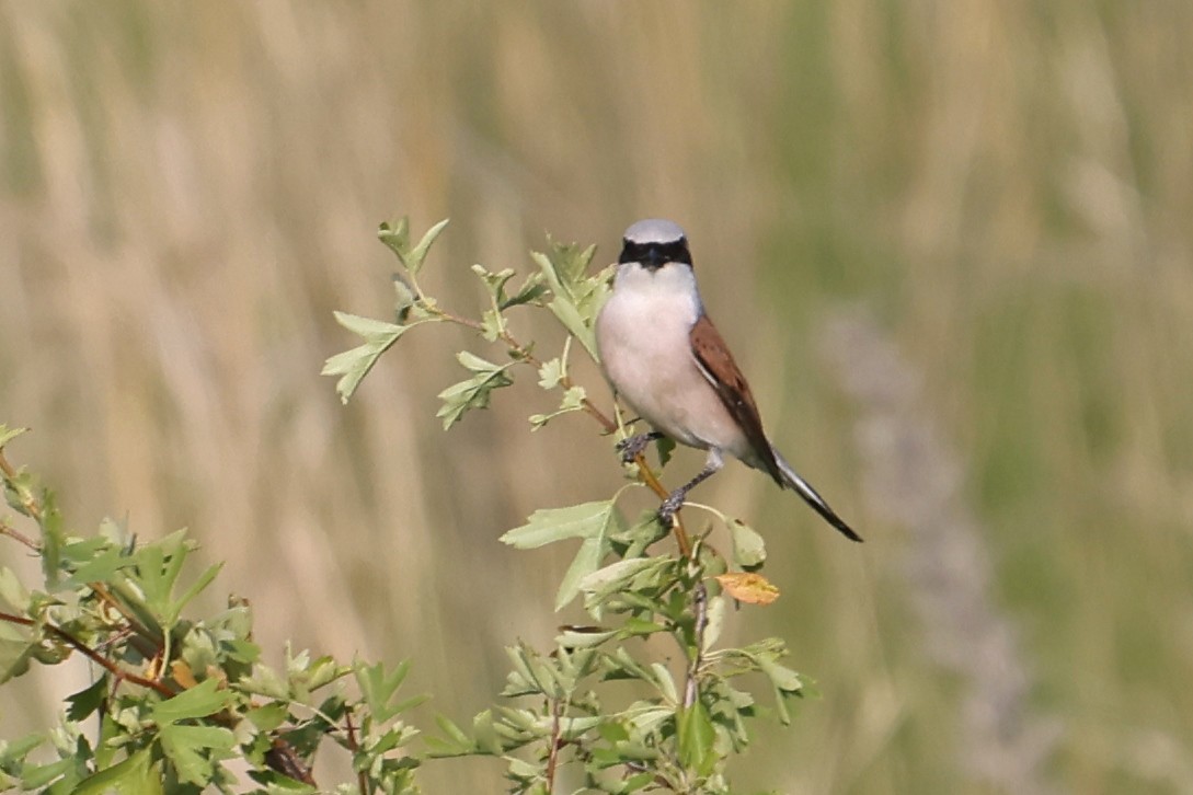 Red-backed Shrike - ML619940046