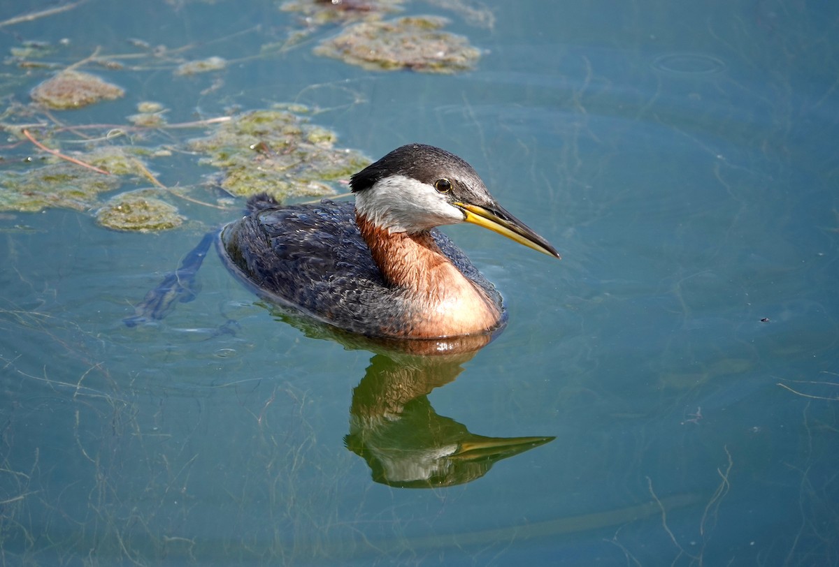 Red-necked Grebe - Andrew Bailey