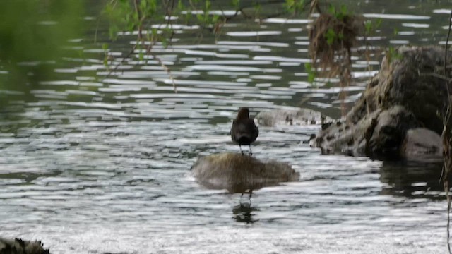 White-throated Dipper - ML619940050