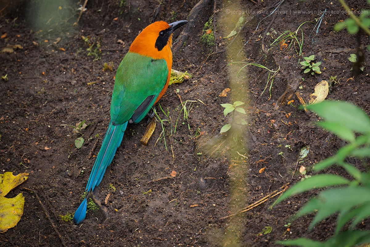Rufous Motmot - ML619940051