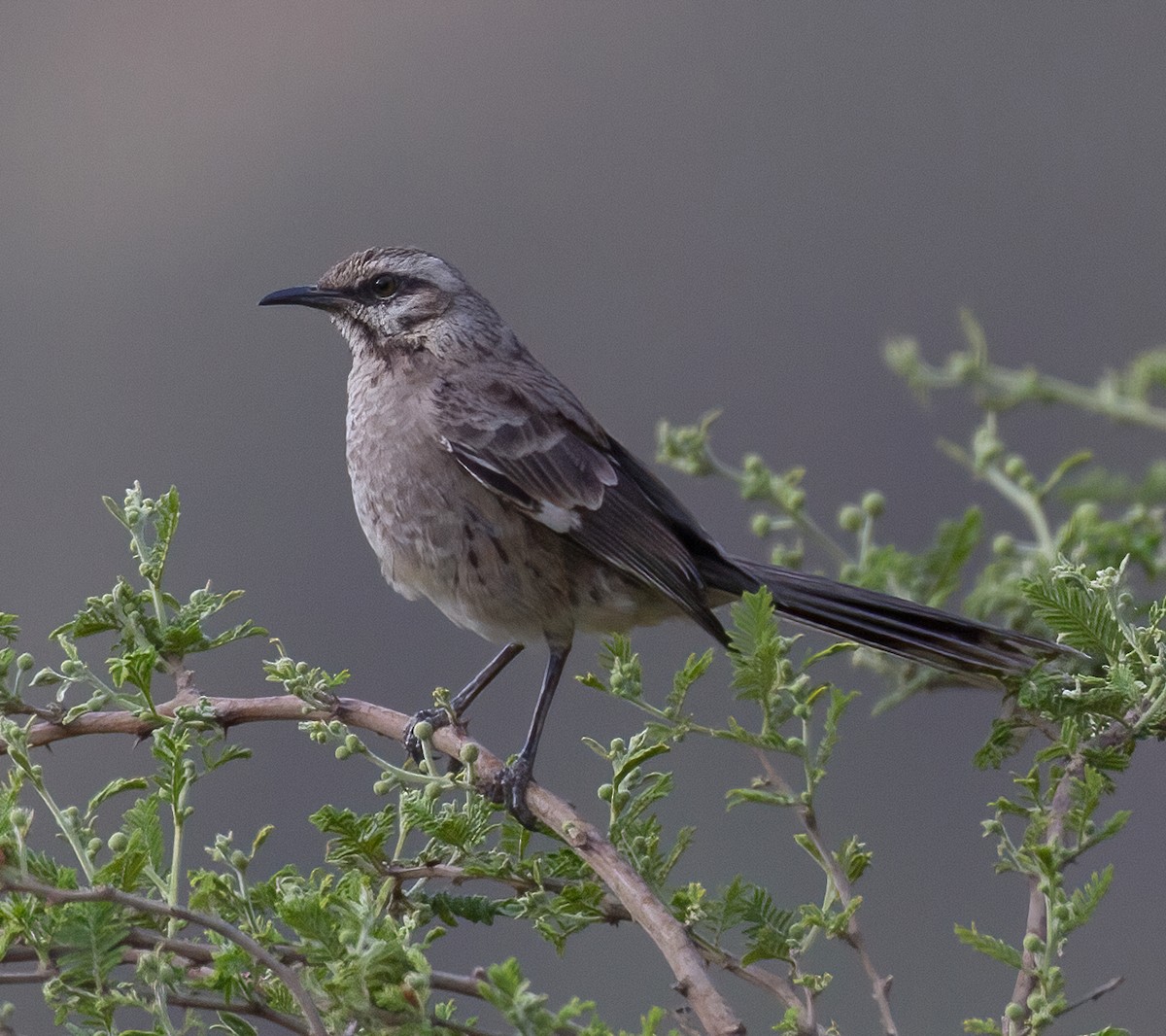 Long-tailed Mockingbird - ML619940059