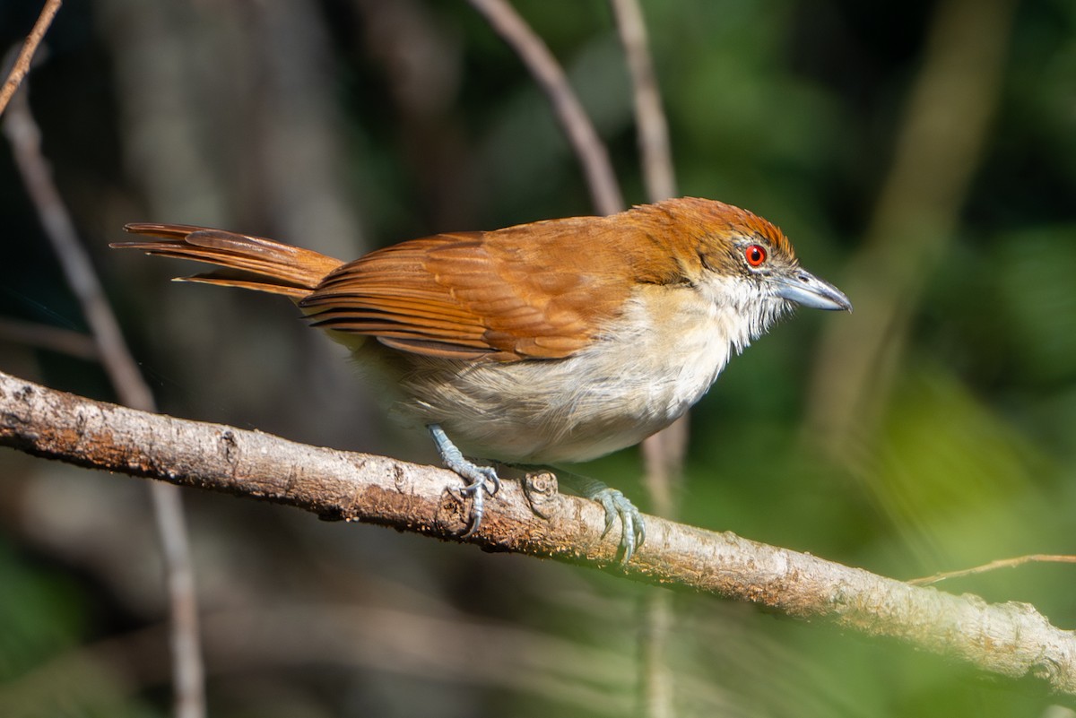 Great Antshrike - ML619940063