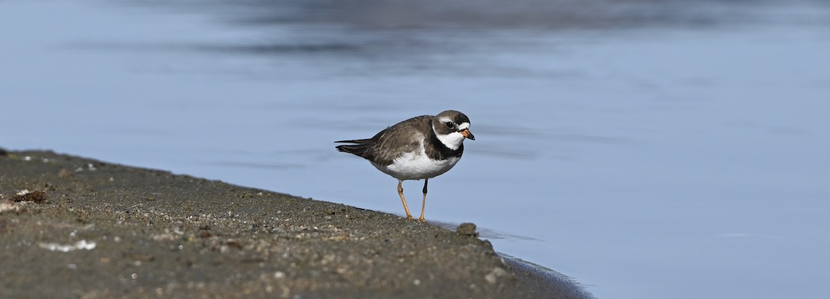 Semipalmated Plover - ML619940067