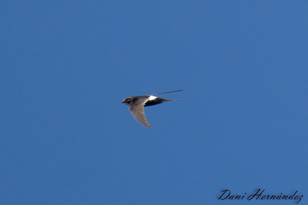 White-rumped Swift - ML619940070