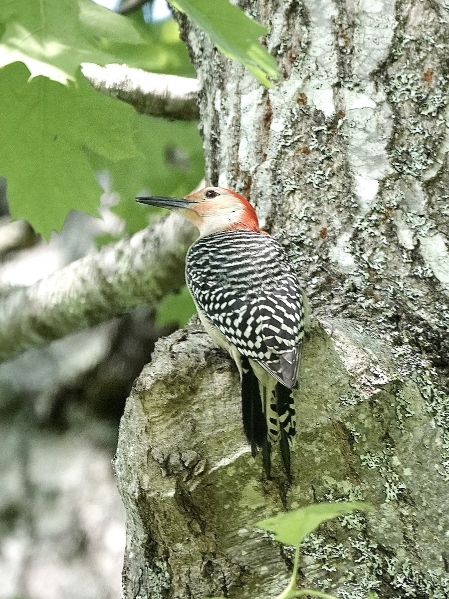Red-bellied Woodpecker - ML619940082