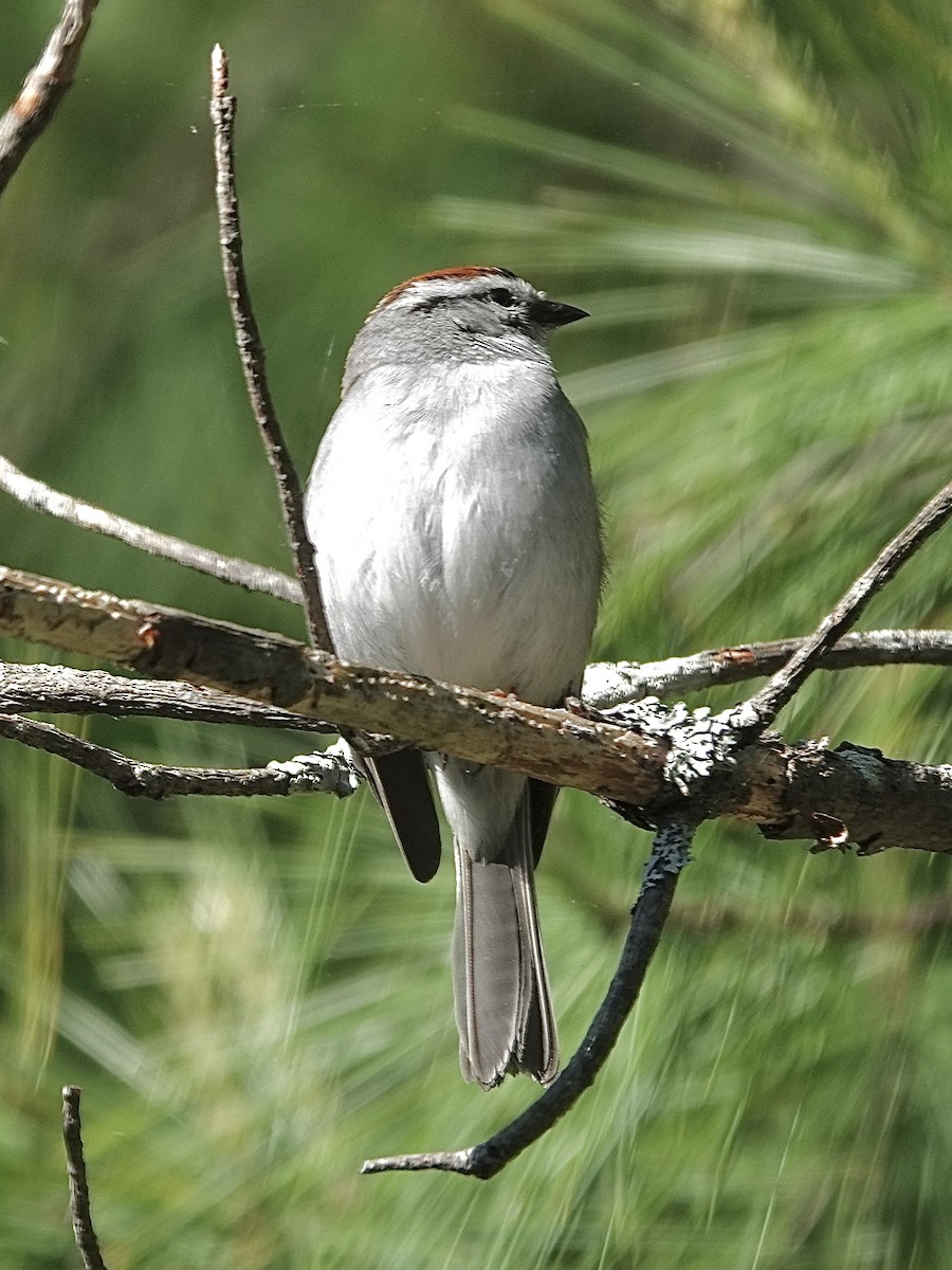 Chipping Sparrow - ML619940089