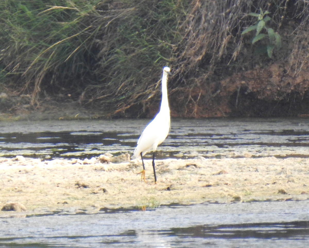 Snowy Egret - ML619940096