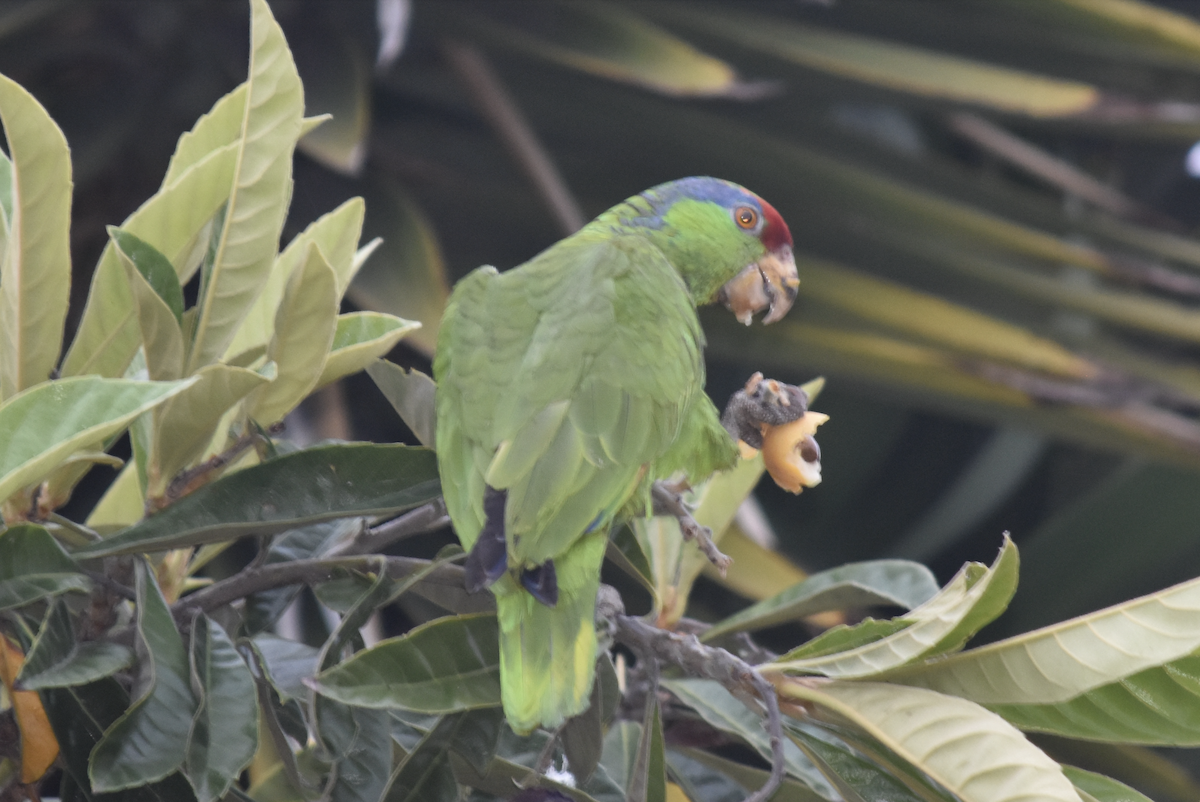 Red-crowned Parrot - ML619940101