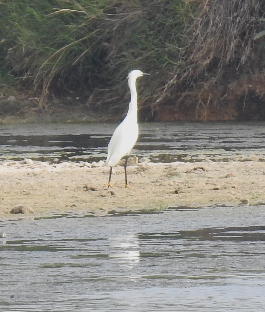 Snowy Egret - ML619940105