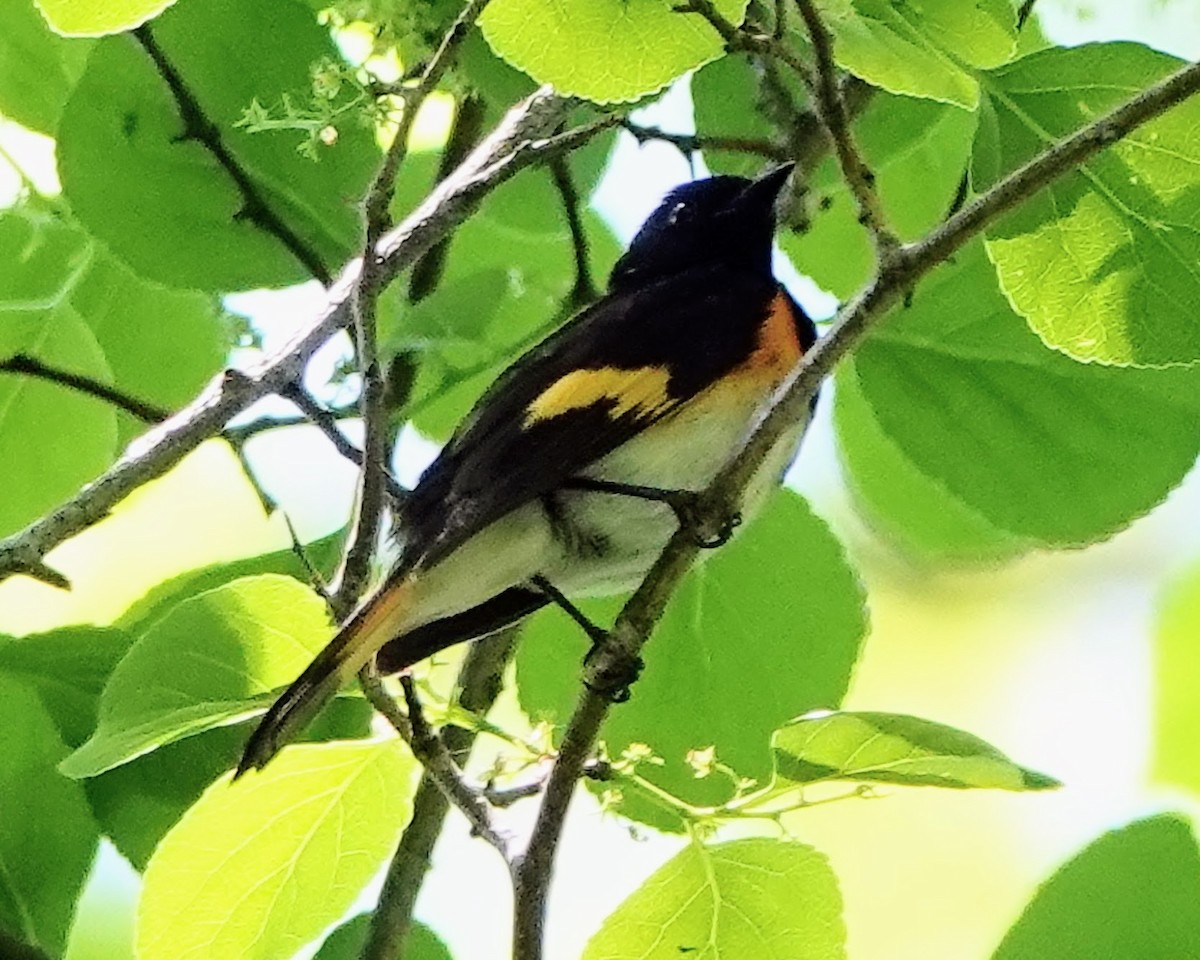 American Redstart - Celeste Echlin