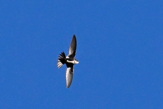 White-throated Swift - ML619940116