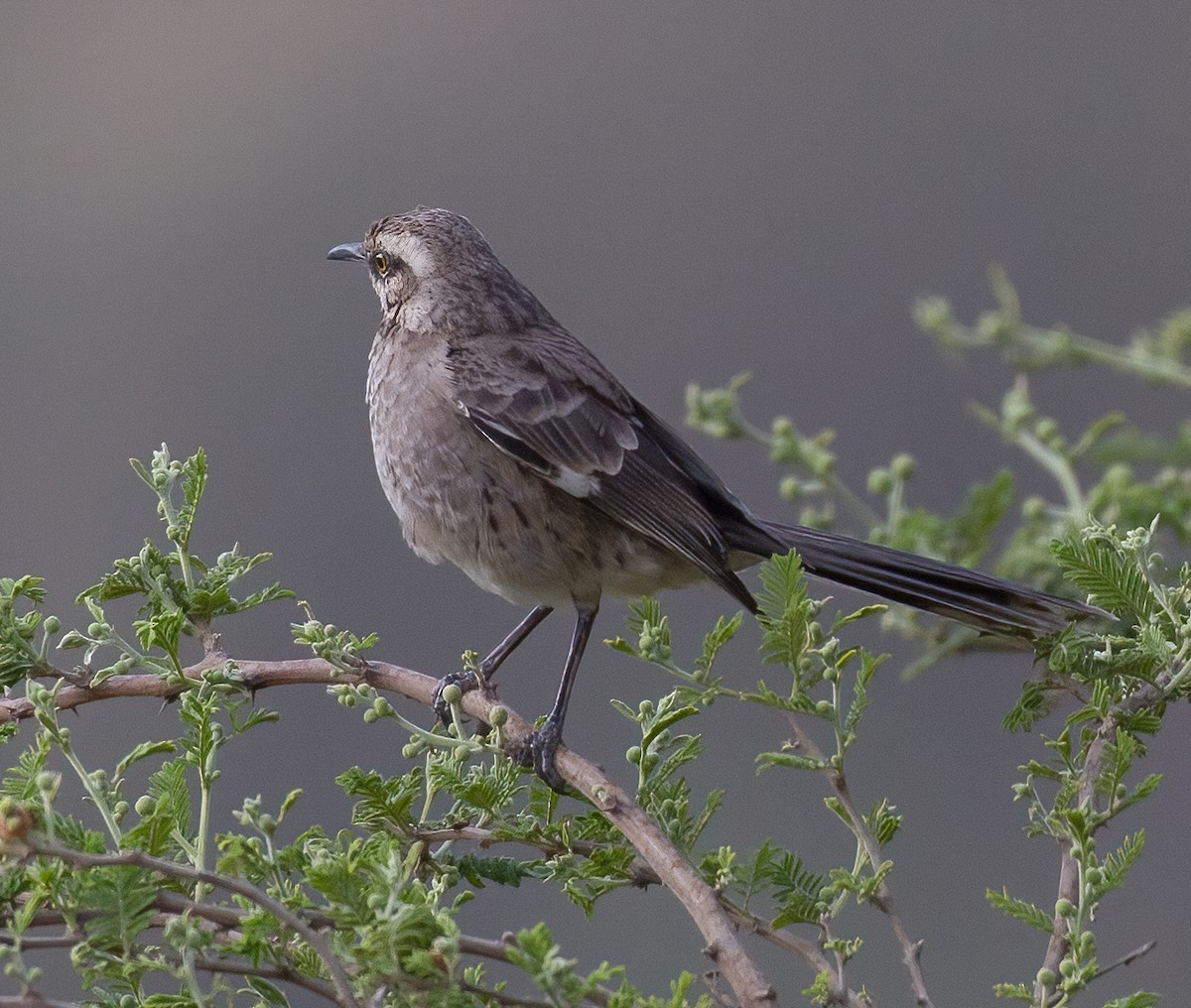 Long-tailed Mockingbird - ML619940123
