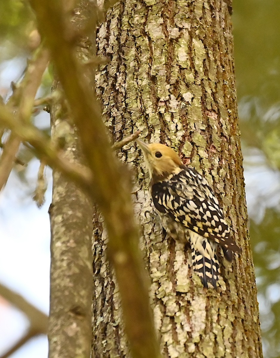 Yellow-crowned Woodpecker - ML619940130