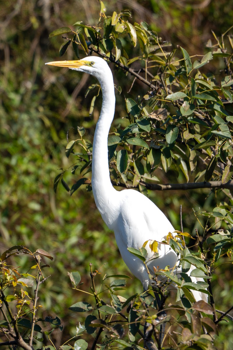 Great Egret - ML619940140