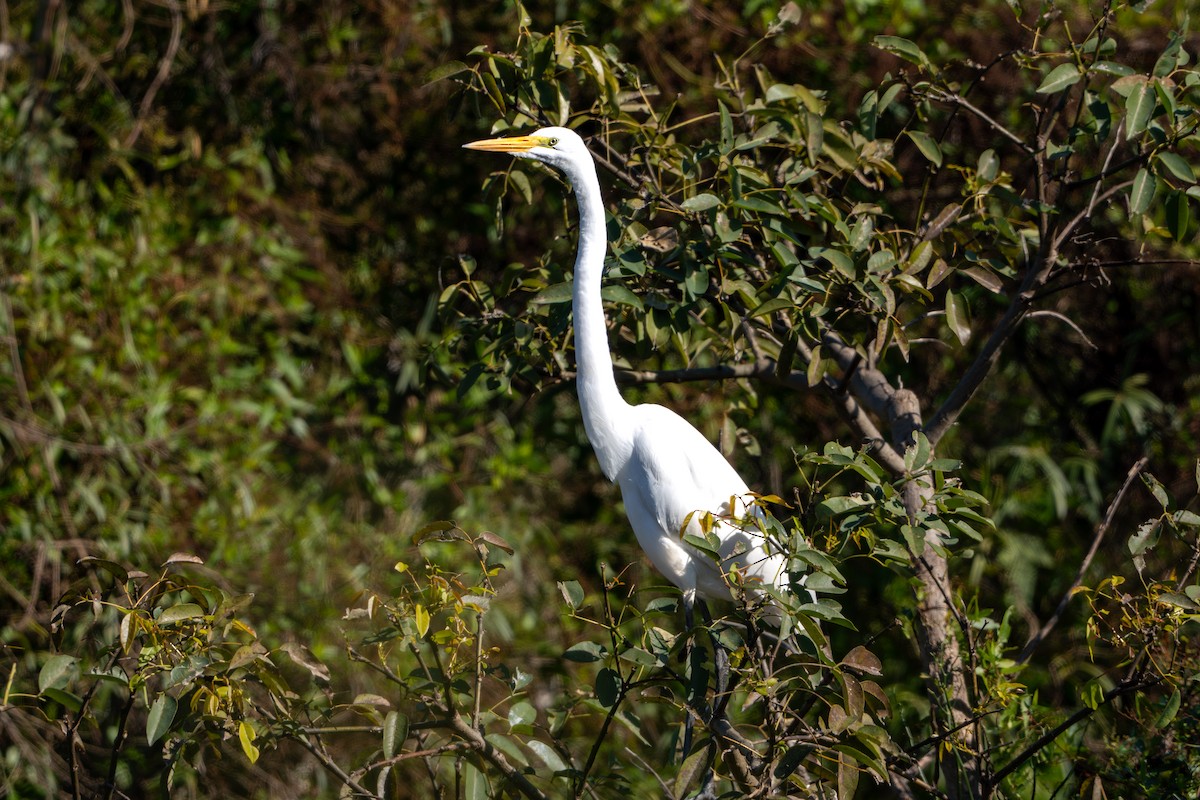 Great Egret - ML619940141