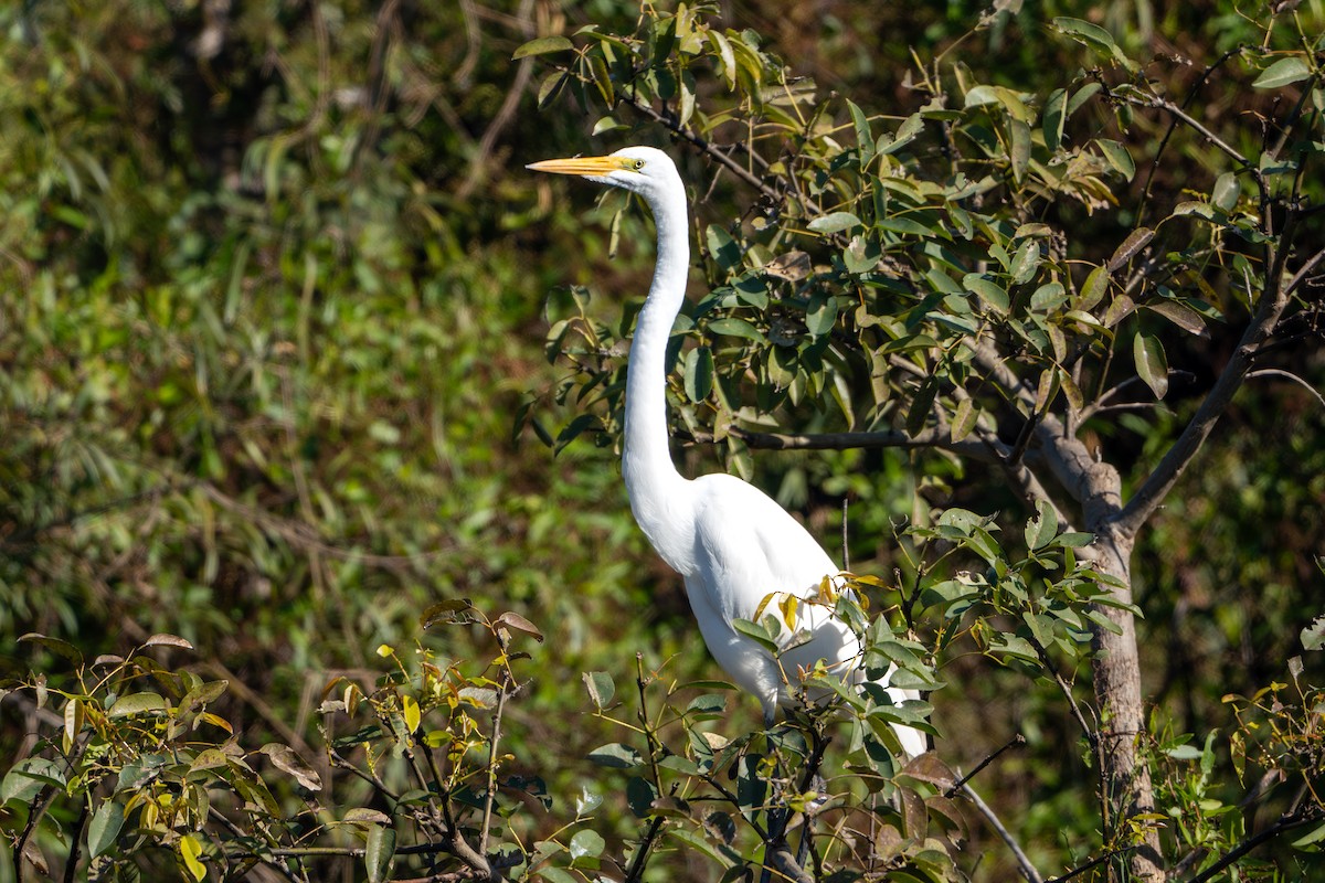 Great Egret - Gonzalo González Mora