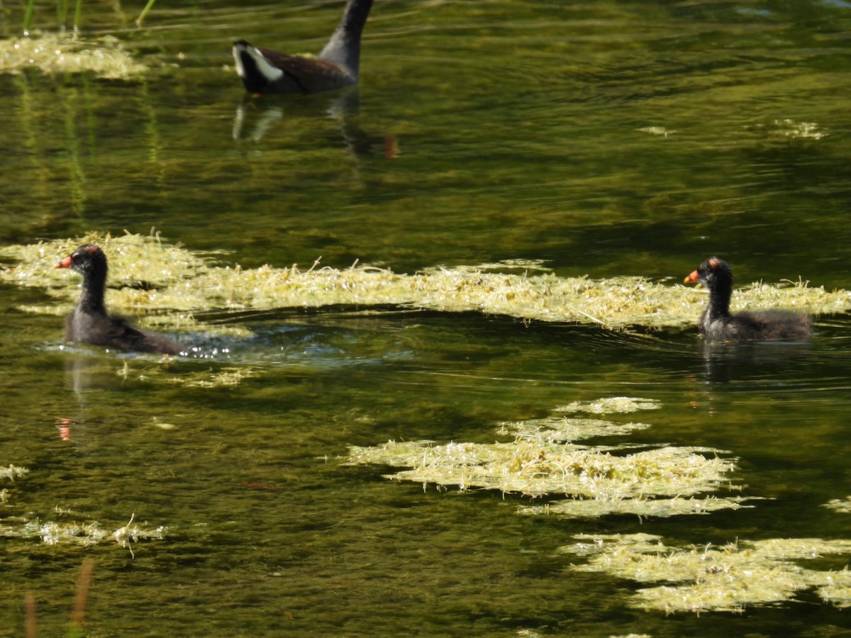 Common Gallinule - ML619940145