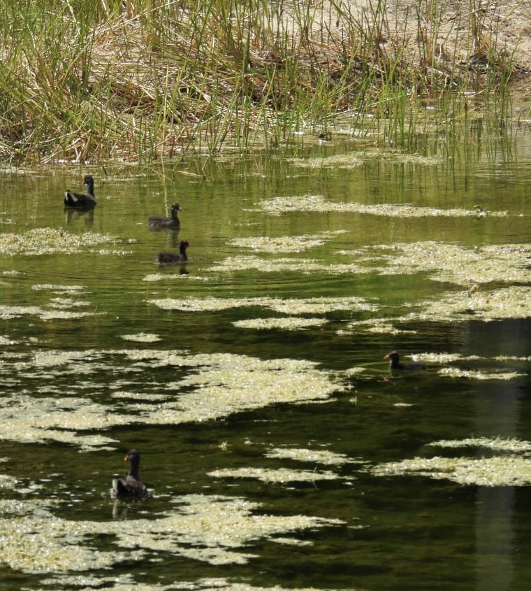 Common Gallinule - ML619940146