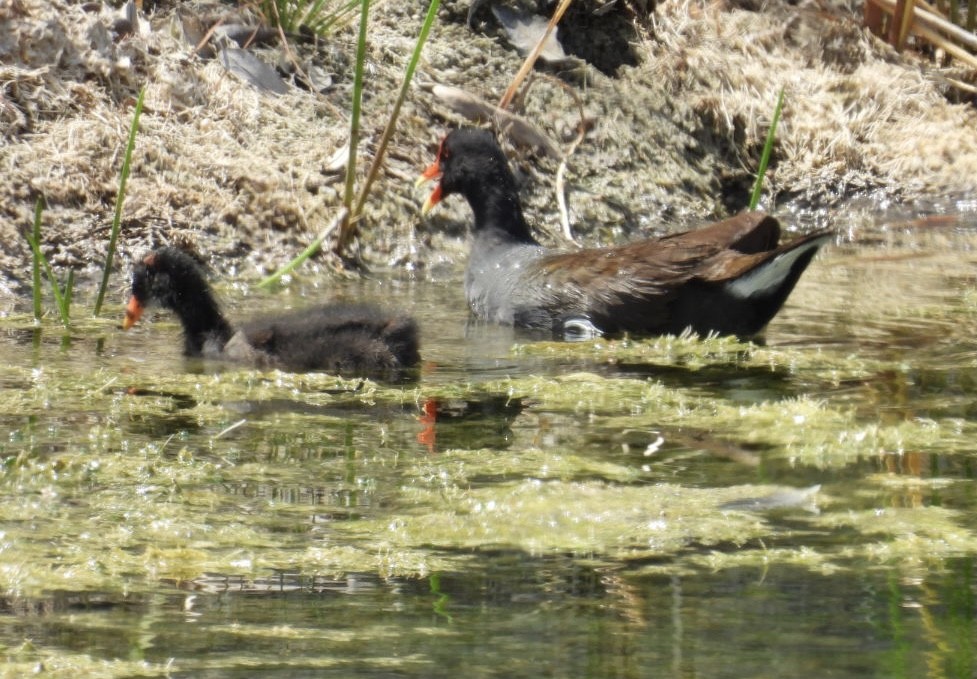 Common Gallinule - ML619940149