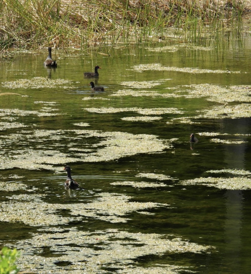 Common Gallinule - ML619940151