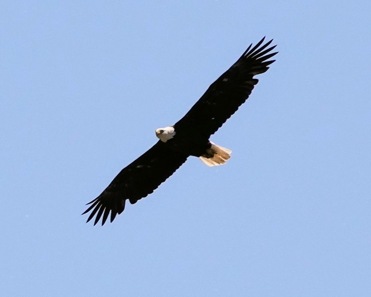 Bald Eagle - ML619940179